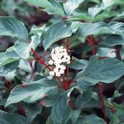 Cornus stolonifera Baileyi 