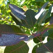 Cotinus Grace Cotinus Grace