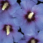Hibiscus syriacus PP12680 / Proven Winners® Color Choice® Blue Satin® Hibiscus syriacus PP12680 / Proven Winners® Color Choice® Blue Satin®