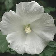 Hibiscus Diana Hibiscus Diana
