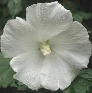 Hibiscus Diana 