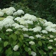 Hydrangea a. Annabelle 