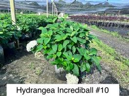 Hydrangea arborescens PP20571 / Proven Winners® Color Choice® Incrediball® Hydrangea arborescens PP20571 / Proven Winners® Color Choice® Incrediball®