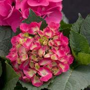 Hydrangea macrophylla PP10906 / Proven Winners® Color Choice® Cityline® Paris 