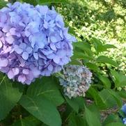 Hydrangea m. Penny Mac Hydrangea m. Penny Mac