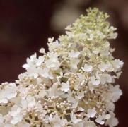 Hydrangea paniculata PP15395 / Proven Winners® Color Choice® 'Little Lamb' Hydrangea paniculata PP15395 / Proven Winners® Color Choice® 'Little Lamb'