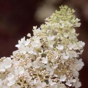 Hydrangea paniculata PP15395 / Proven Winners® Color Choice® 'Little Lamb' 