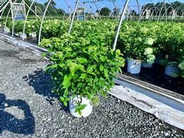 Hydrangea paniculata PP22330 / Proven Winners® Color Choice® Little Lime® Hydrangea paniculata PP22330 / Proven Winners® Color Choice® Little Lime®