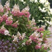 Hydrangea paniculata PP16166 / Proven Winners® Color Choice® Pinky Winky® Hydrangea paniculata PP16166 / Proven Winners® Color Choice® Pinky Winky®