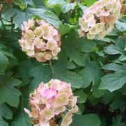 Hydrangea q. Snow Queen Hydrangea q. Snow Queen