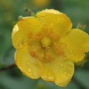 Hypericum Hidcote 