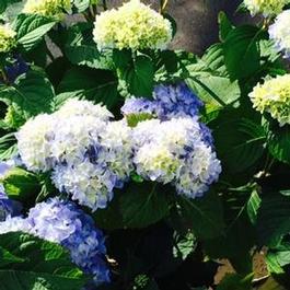Hydrangea M. All Summer Beauty Hydrangea M. All Summer Beauty