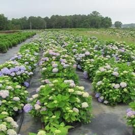 Hydrangea macrophylla PP15298 / Endless Summer® 'The Original' Hydrangea macrophylla PP15298 / Endless Summer® 'The Original'