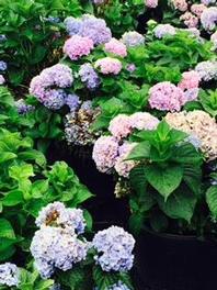 Hydrangea M. Enzlandon Hydrangea M. Enzlandon