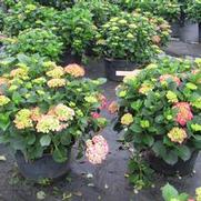 Hydrangea M. Glowing Embers Hydrangea M. Glowing Embers