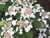 Hydrangea M. Lanarth White Hydrangea M. Lanarth White