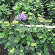 Hydrangea M. Mathilda Gutges Hydrangea M. Mathilda Gutges