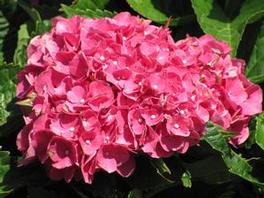 Hydrangea M. Merritt's Supreme 