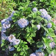 Hydrangea M. Nikko Blue Hydrangea M. Nikko Blue