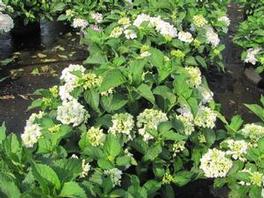 Hydrangea M. Sister Theresa Hydrangea M. Sister Theresa