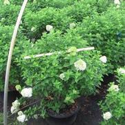 Hydrangea paniculata PP12874 / Proven Winners® Color Choice® 'Limelight' Hydrangea paniculata PP12874 / Proven Winners® Color Choice® 'Limelight'