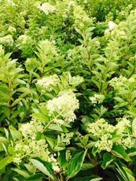 Hydrangea P. Phantom Hydrangea P. Phantom