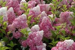 Hydrangea paniculata PP20670 / First Edition® Vanilla Strawberry™ Hydrangea paniculata PP20670 / First Edition® Vanilla Strawberry™