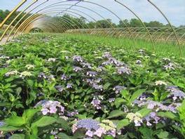 Hydrangea S. Blue Bird 