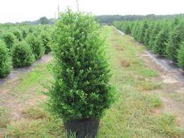 Ilex crenata Steeds 