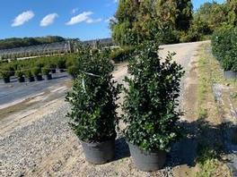 Ilex M. Blue Maid 