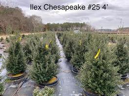 Ilex crenata Chesapeake Ilex crenata Chesapeake