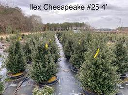 Ilex crenata Chesapeake 