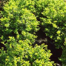 Ilex crenate green Luster 