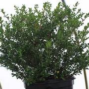 Ilex crenata Hetzi 