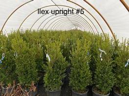 Ilex crenata Schwoebel Upright 