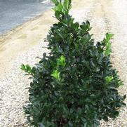 Ilex M. Blue Prince 