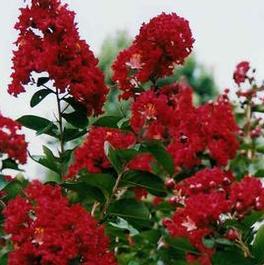 Lagerstroemia Arapahoe Lagerstroemia Arapahoe