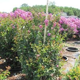 Lagerstroemia Catawba Lagerstroemia Catawba