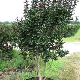 Lagerstroemia Pink Velour 