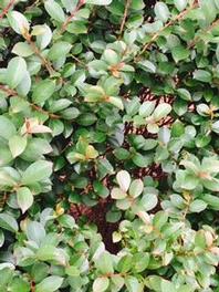 Lagerstroemia Pocomoke Lagerstroemia Pocomoke