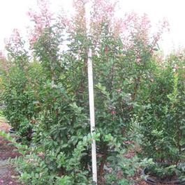 Lagerstroemia Sioux Lagerstroemia Sioux