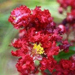 Lagerstroemia Siren Red Lagerstroemia Siren Red