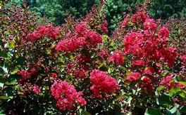 Lagerstroemia Tonto Lagerstroemia Tonto