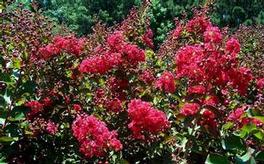 Lagerstroemia Tonto 