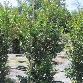 Lagerstroemia Tuscarora 