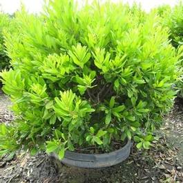 Myrica Pensylvanica Myrica Pensylvanica