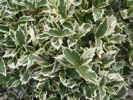 Osmanthus heterophyllus Osmanthus heterophyllus
