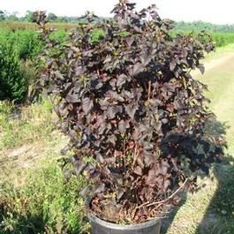 Physocarpus 'Diabolo™ (Ninebark)'