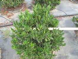 Prunus Otto Luyken Prunus Otto Luyken
