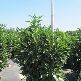 Prunus Schipkaensis Prunus Schipkaensis